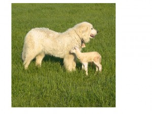 Border Collie and lamb on the farm