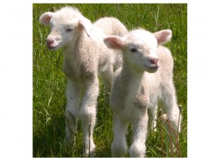 2 adorable lambs on the farm